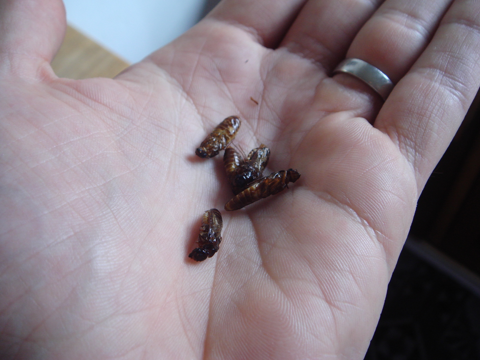 A handful of fried kumbikumbi